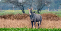 Nilgai / blue bull antelope
