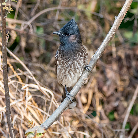 Red vented bulbul