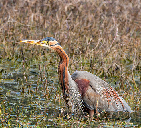 Purple heron