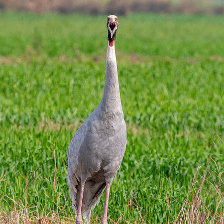 Sarus crane