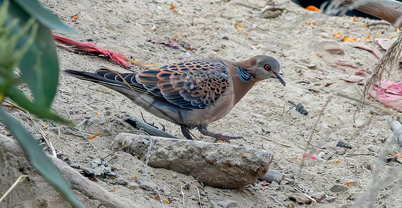 Oriental turtle dove