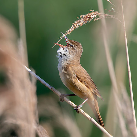 Great Reed Warbler, singing
