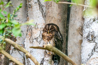 Mottled owl