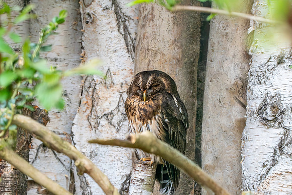 Mottled owl