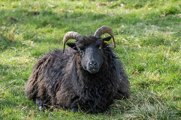 Hebridean black sheep