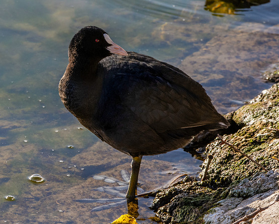 Coot, juvenile