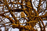 Little Owl