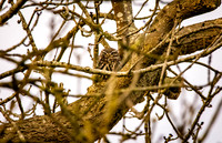 Little Owl