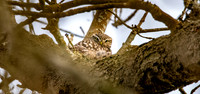Little Owl