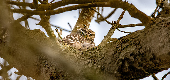 Little Owl
