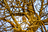 Little Owl