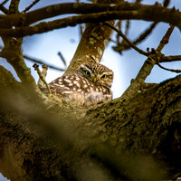 Little Owl