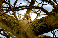Little Owl
