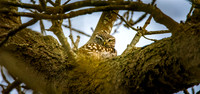 Little Owl