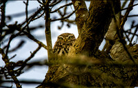 Little Owl