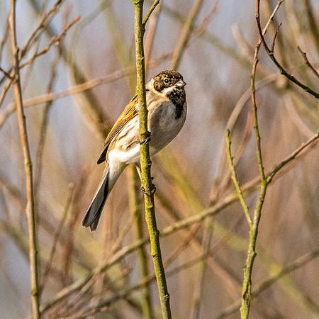 Reed bunting