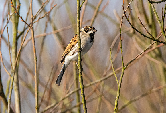 Reed bunting