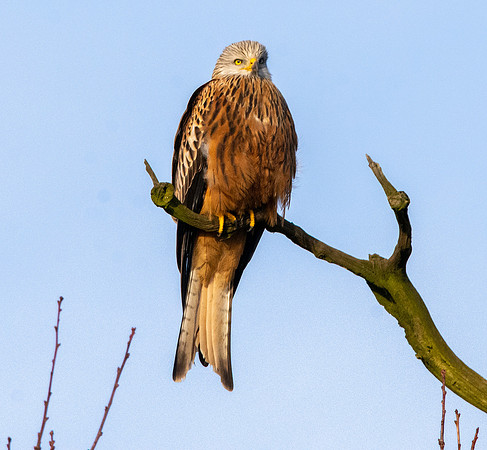 Red kite