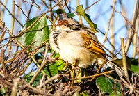 House sparrow