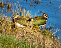 Northern Lapwing