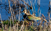 Northern Lapwing