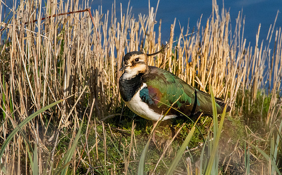 Northern Lapwing