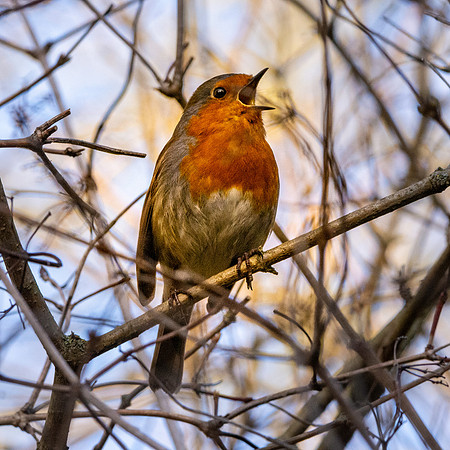 European Robin