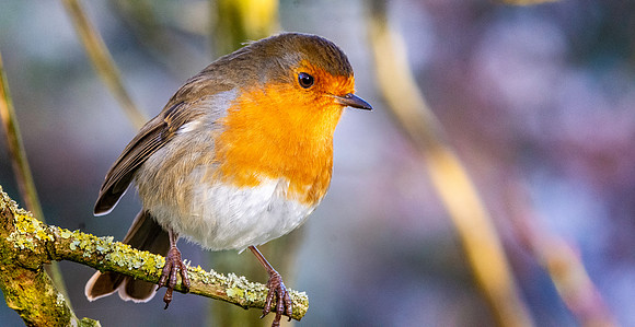 European Robin