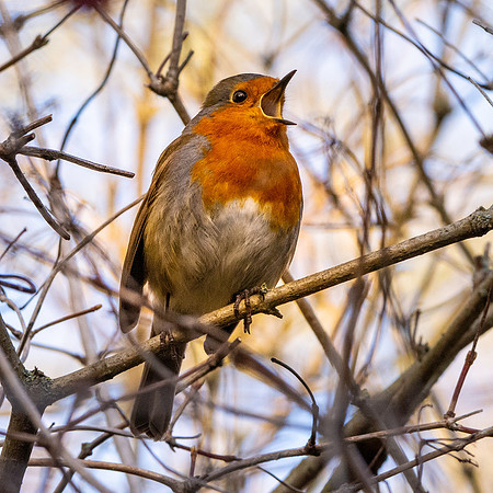 European Robin