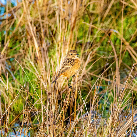 Stonechat, female