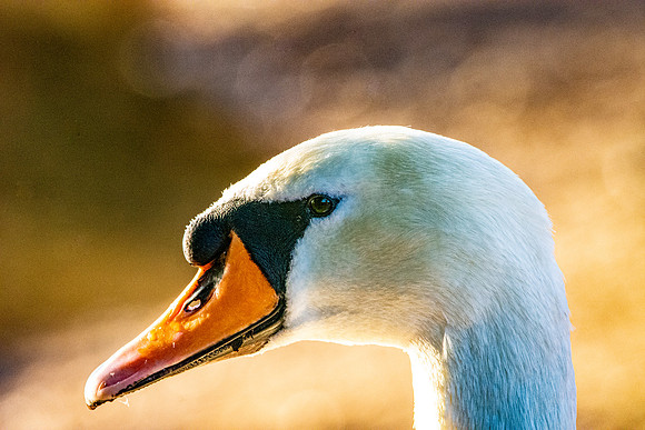 Mute swan