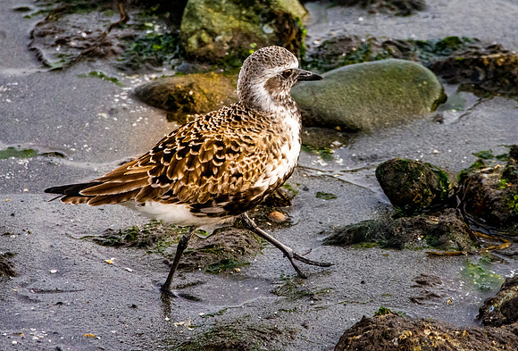 Golden plover