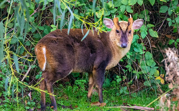 Muntjac