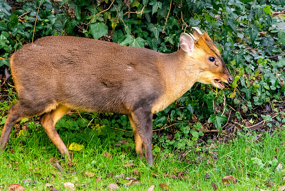 Muntjac