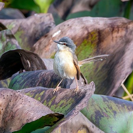 Yellow bellied prinia