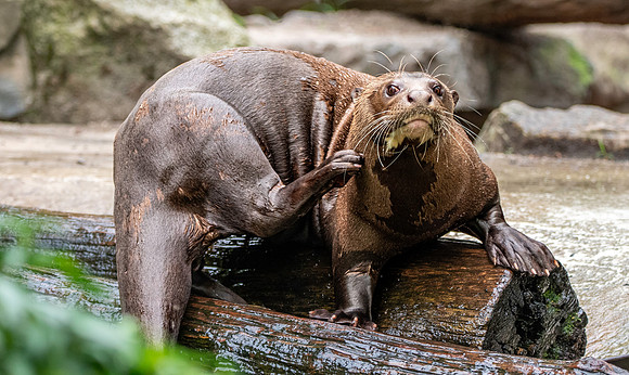 Giant river otter
