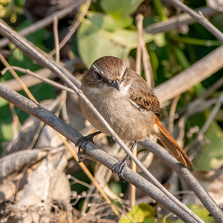 Female Grey bush chat