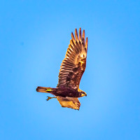 Marsh harrier
