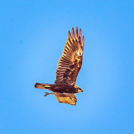 Marsh harrier