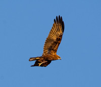 Marsh harrier