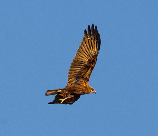 Marsh harrier