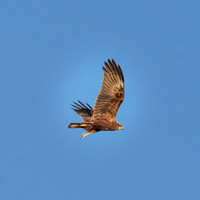 Marsh harrier