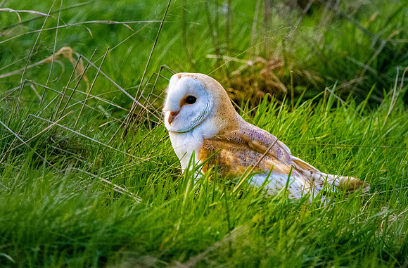 Barn Owl