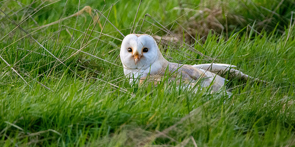 Barn Owl