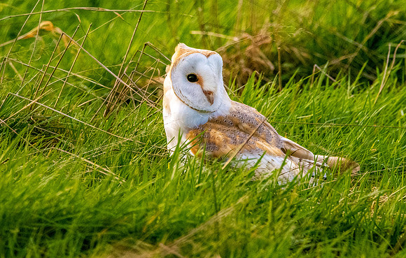 Barn Owl