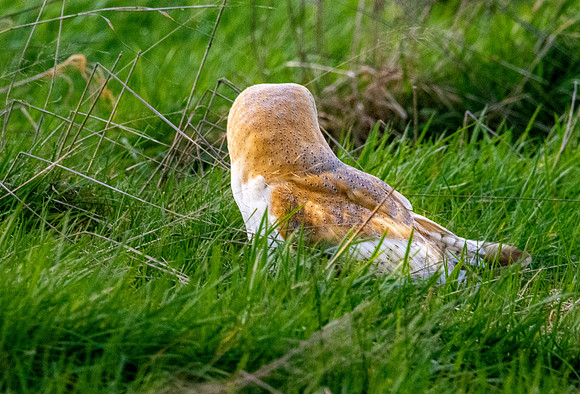 Barn Owl