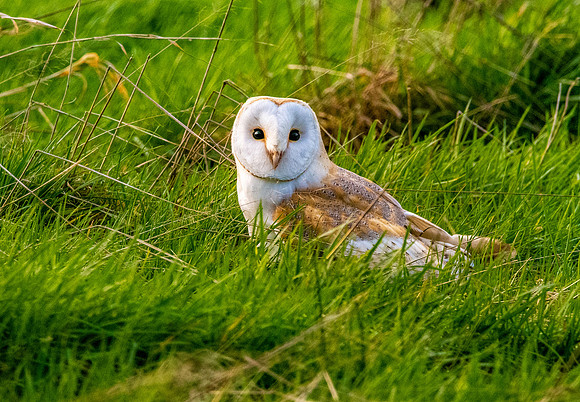Barn Owl