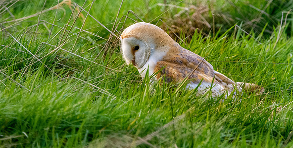 Barn Owl