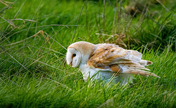 Barn Owl