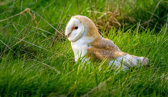 Barn Owl